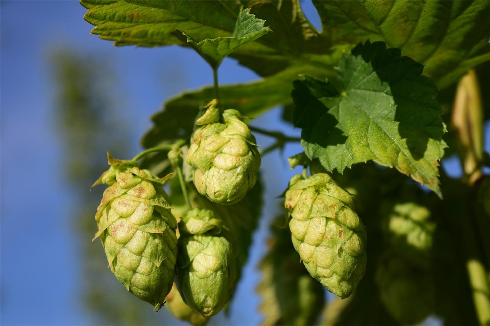 Bild von Hopfenblüten vor blauem Himmel